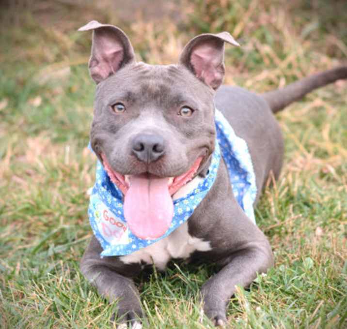 Photo of Opal