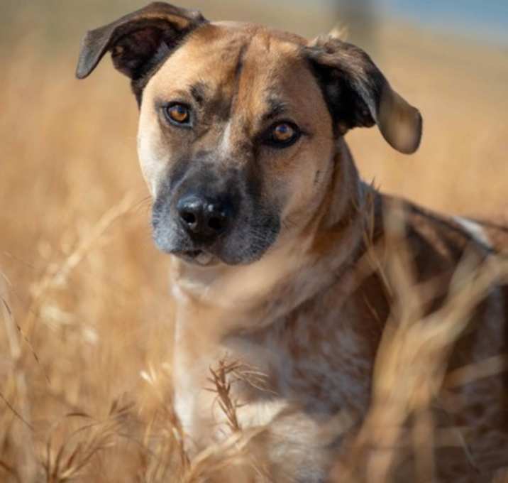 Photo of Sheldon