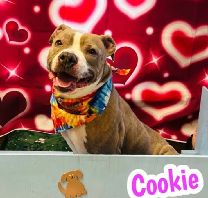 Photo of Cookie