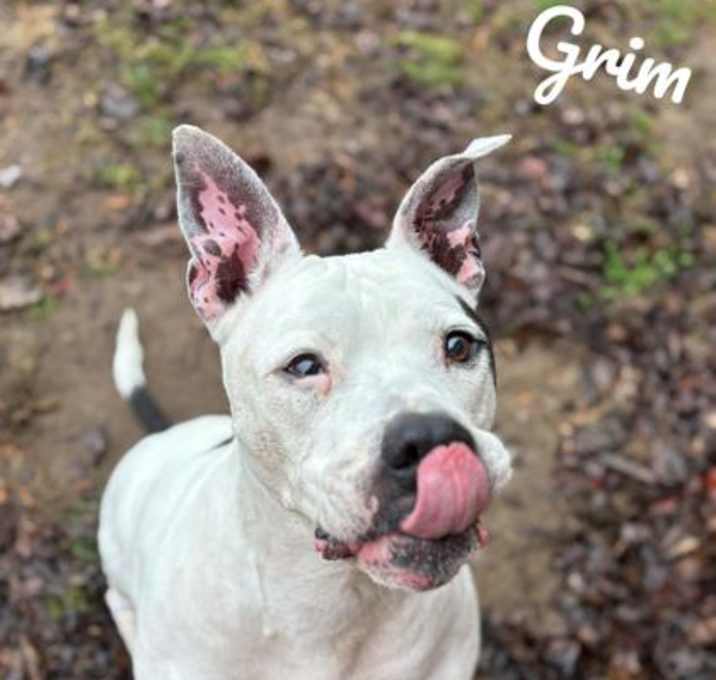 Photo of Grim