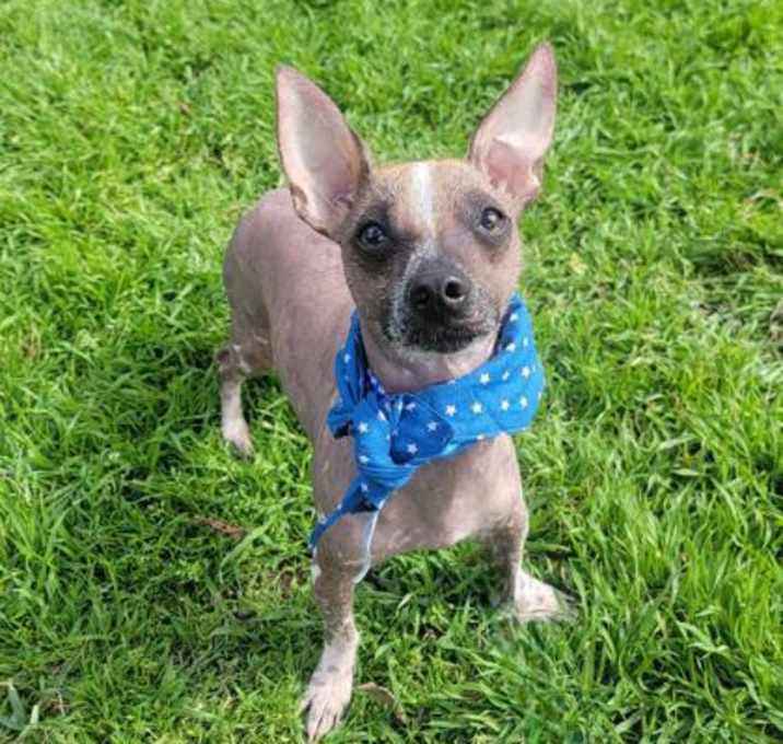 Photo of Banjo