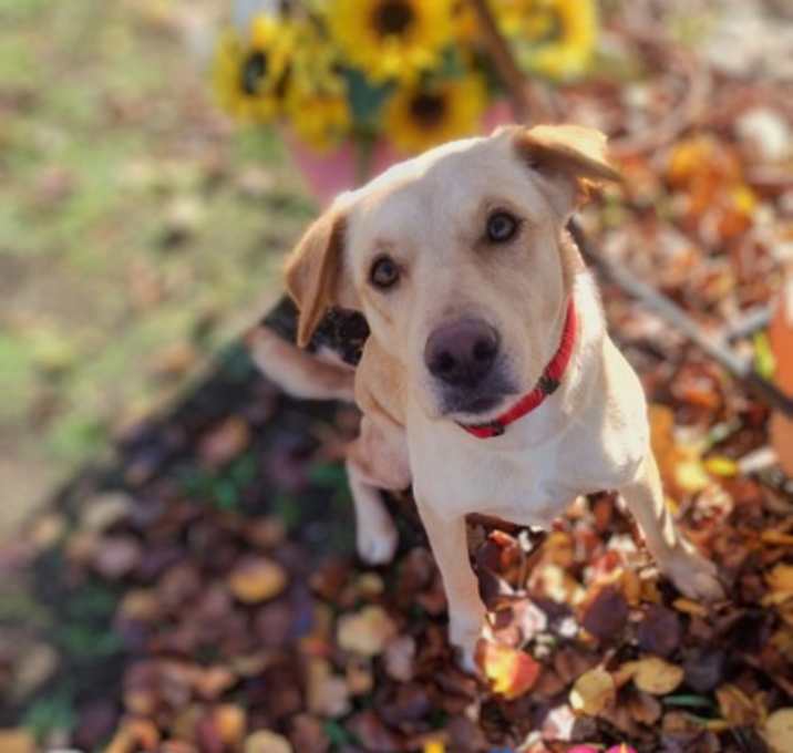 Photo of Buttercup