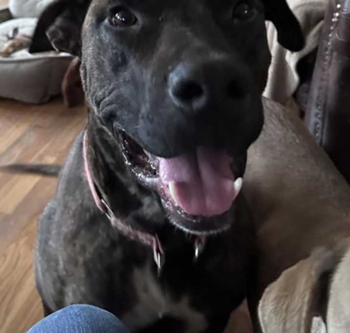 Photo of Bo