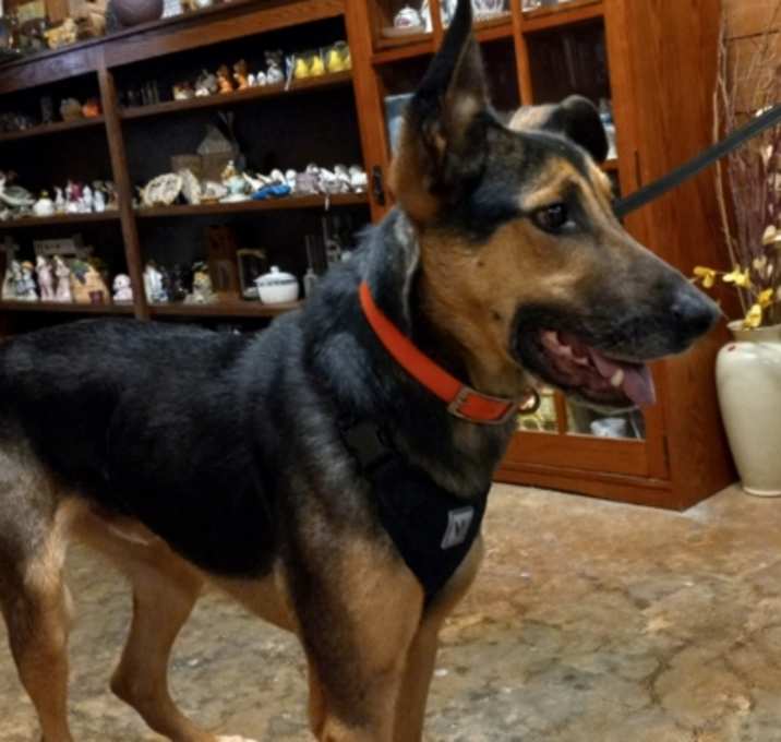 Photo of Bear