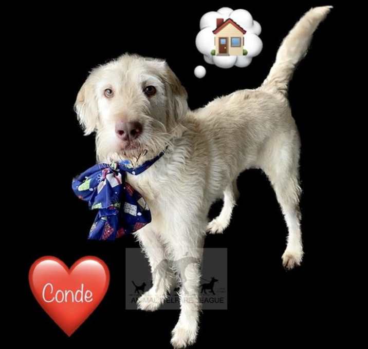 Photo of CONDE