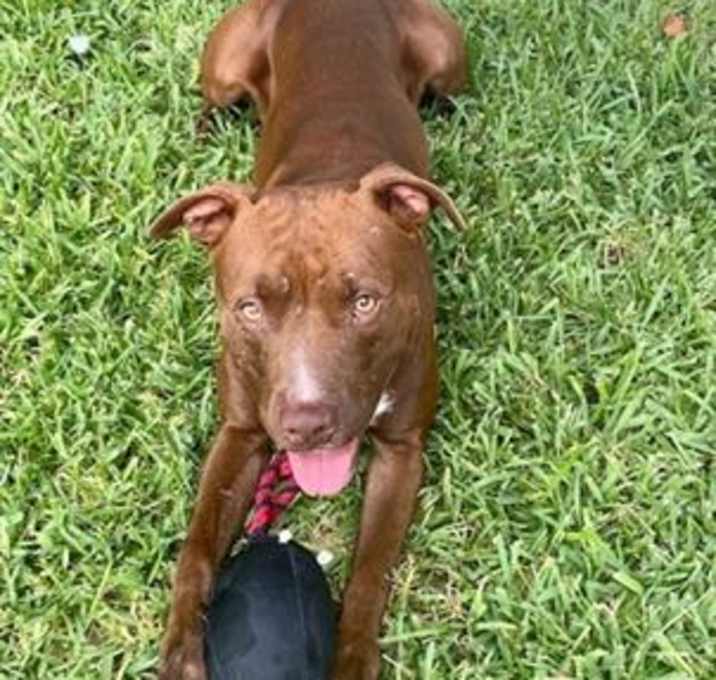 Photo of KOOPA