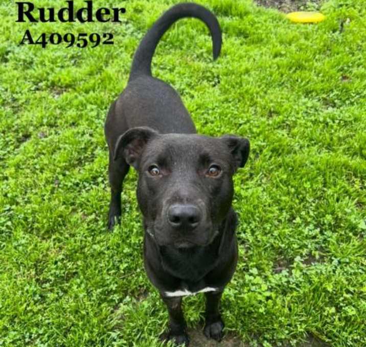 Photo of RUDDER