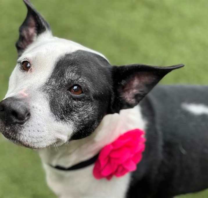 Photo of LOLITA