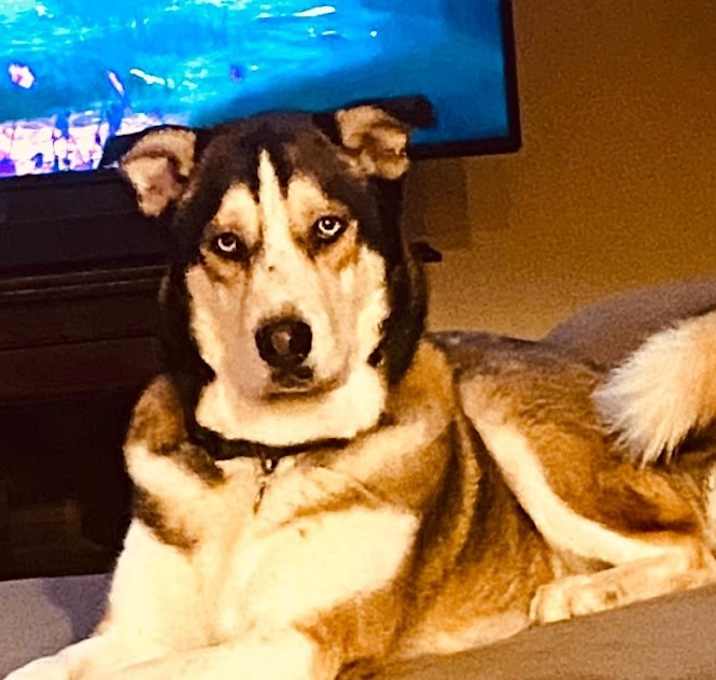 Photo of Koa