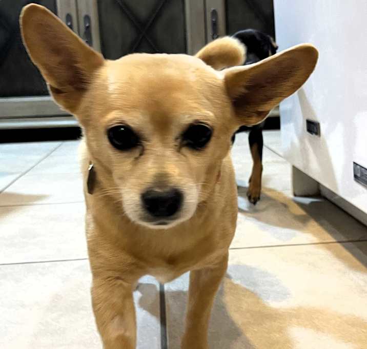 Photo of Maximus