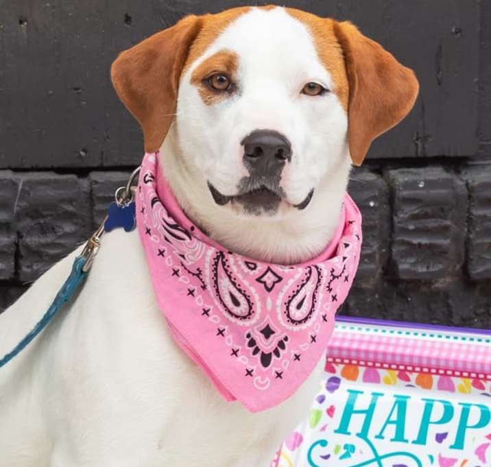 Photo of Rosie