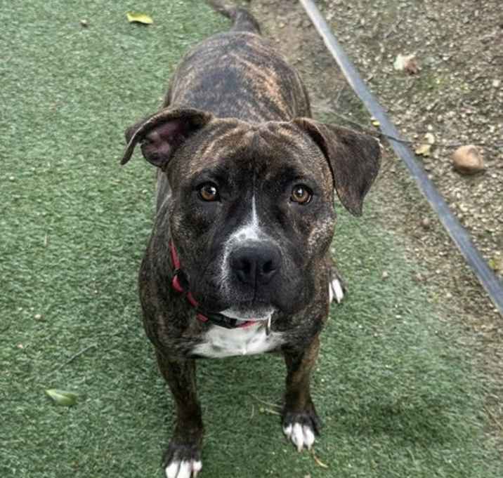 Photo of Kali