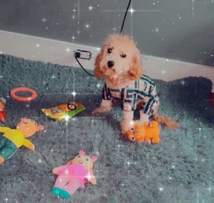 Photo of Remi