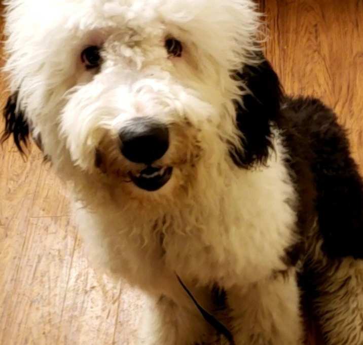 Photo of Fluffy