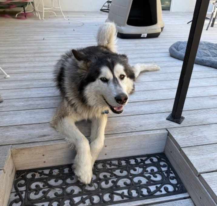 Photo of Rocky
