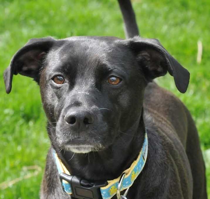 Photo of Leela (Sapphire)