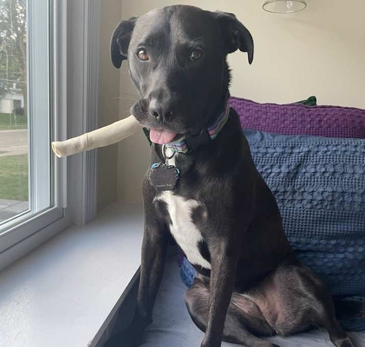 Photo of Stella