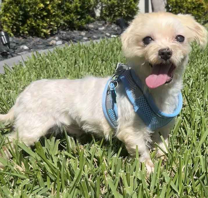 Photo of Dash