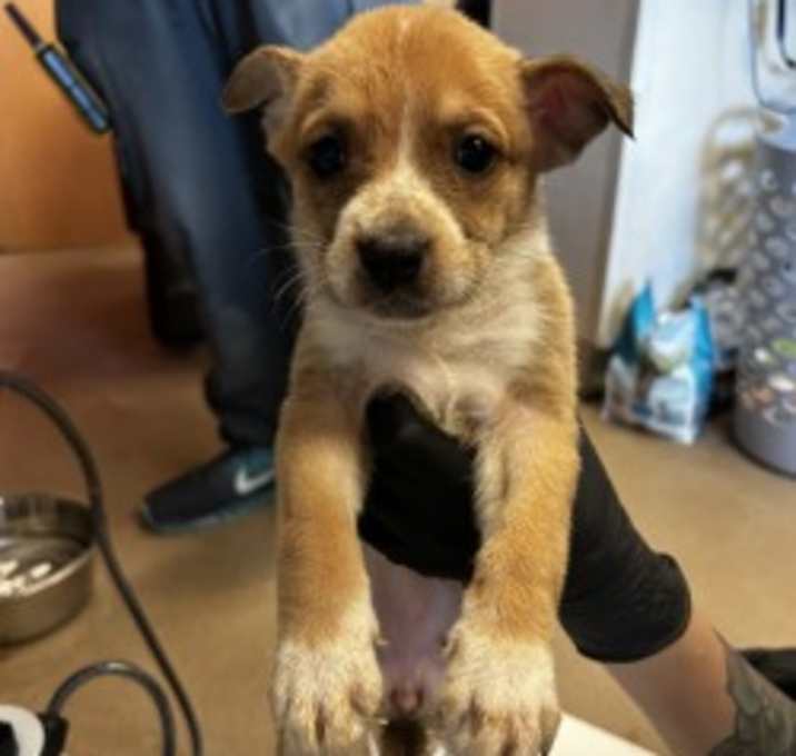 Photo of Chance