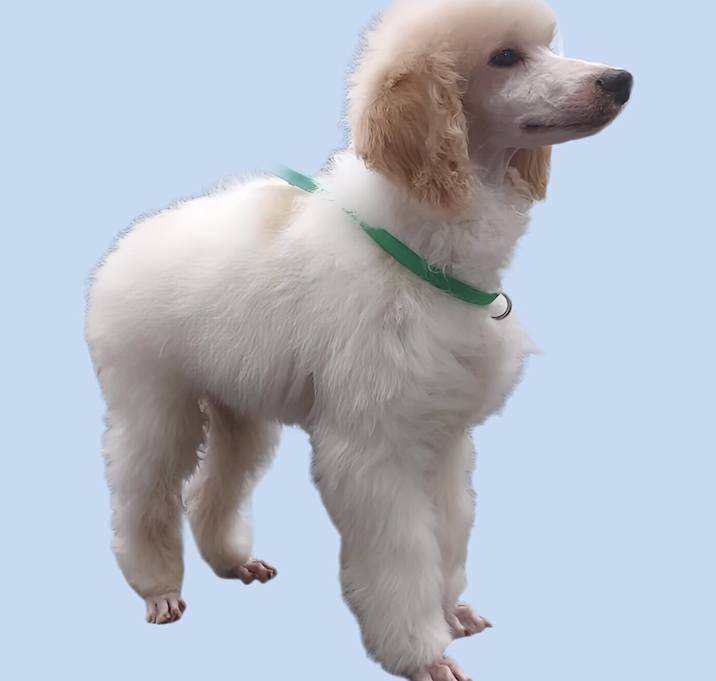 Photo of Sundae