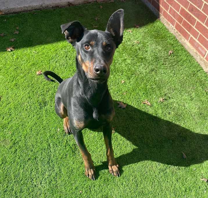 Photo of Dobby