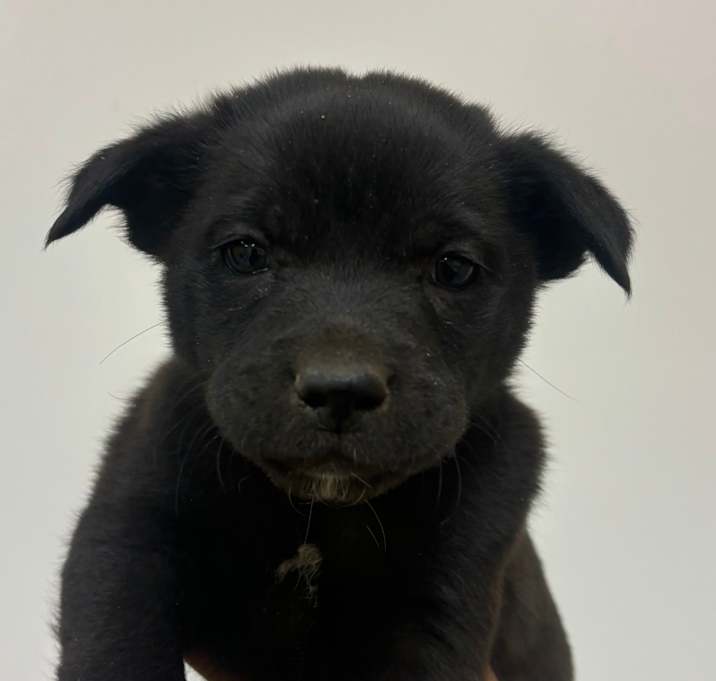 Photo of Bruno
