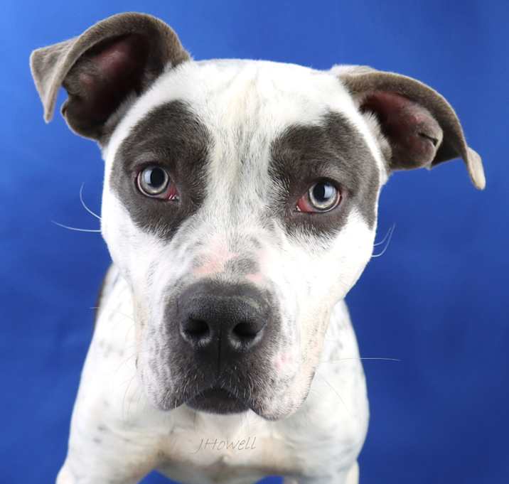 Photo of Bandit -121401S