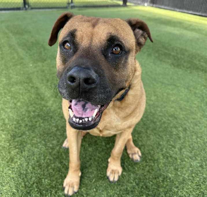 Photo of Owl A5264417