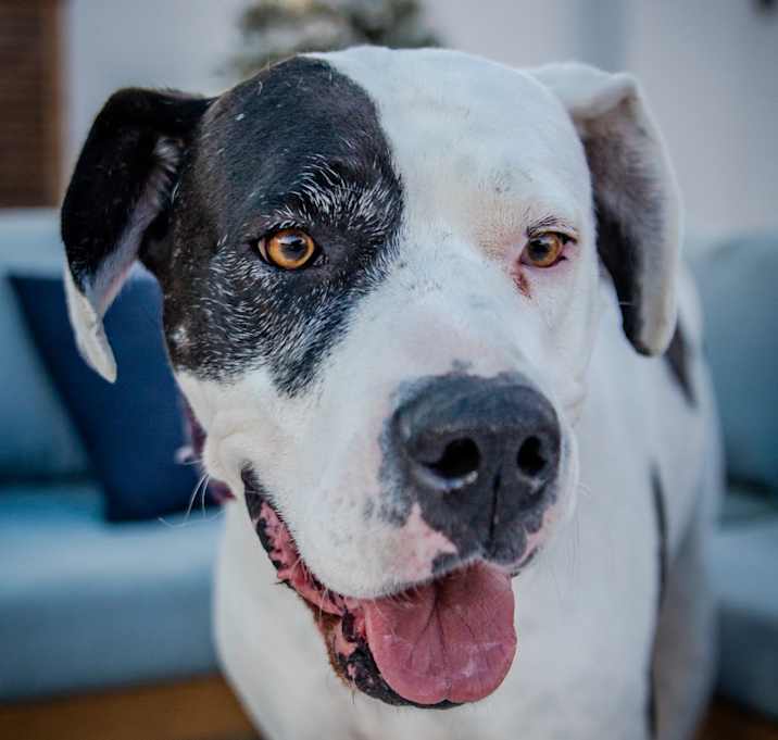 Photo of Zena A2019230