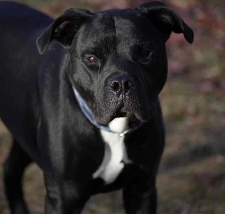 Photo of Peele