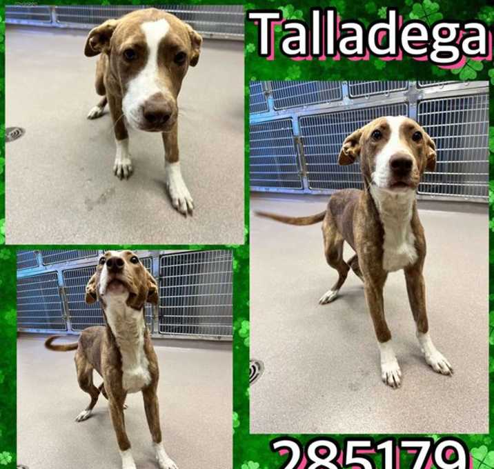 Photo of TALLADEGA
