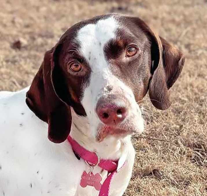 Photo of Daisy
