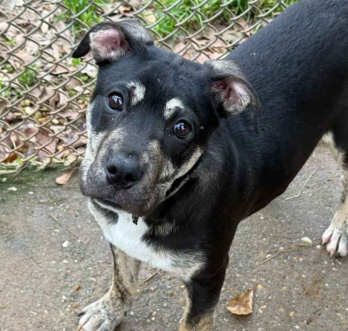 Photo of Auggie the awkward pup