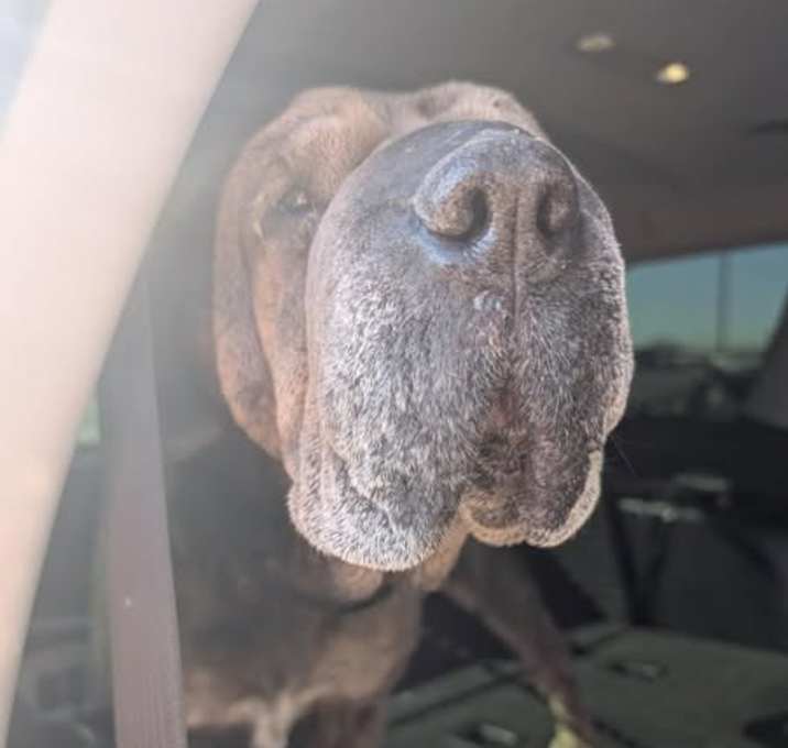 Photo of Gertie