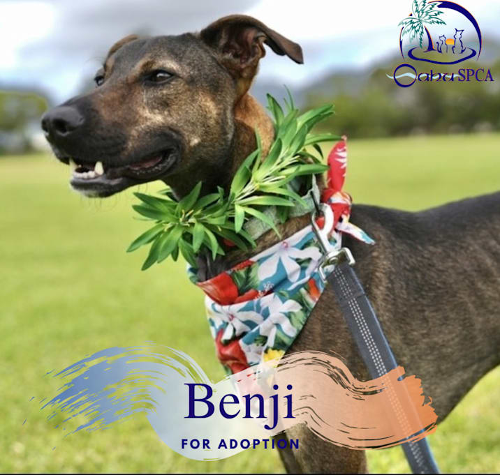 Photo of Benji