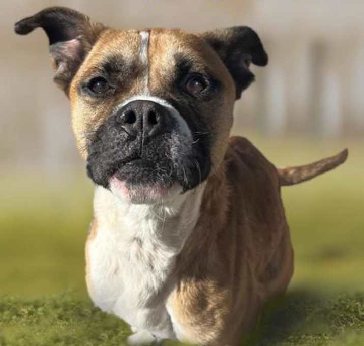 Photo of Bruiser