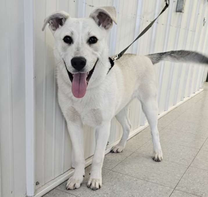 Photo of Niko