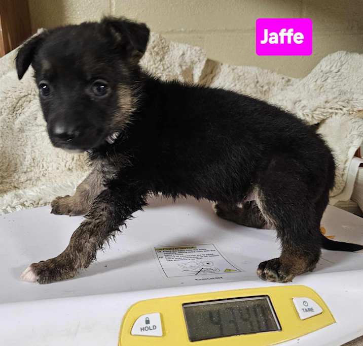 Photo of Jaffe (PUPPY)