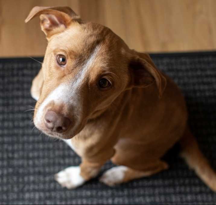 Photo of Gracie