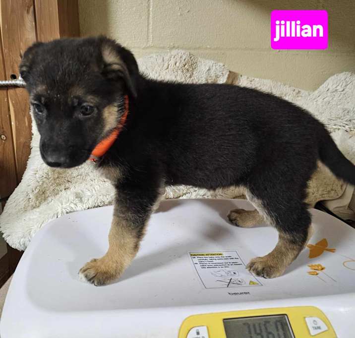 Photo of Jillian (PUPPY)