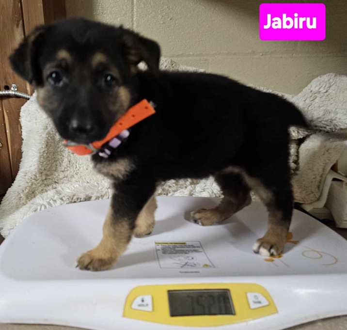 Photo of Jabiru (PUPPY)