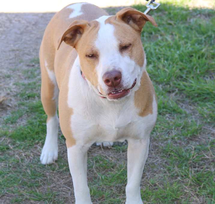 Photo of Sarge