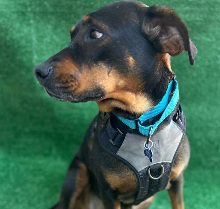 Photo of Ruby