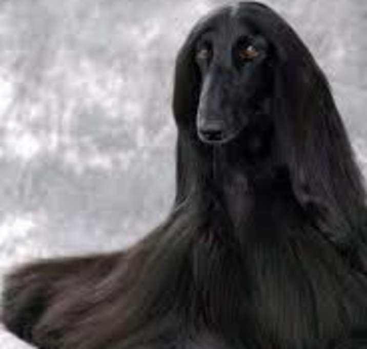Photo of Test Dog