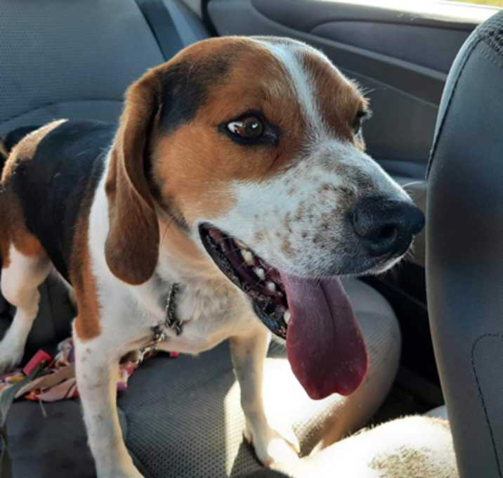 Photo of Scooter (was Milo/Angus)