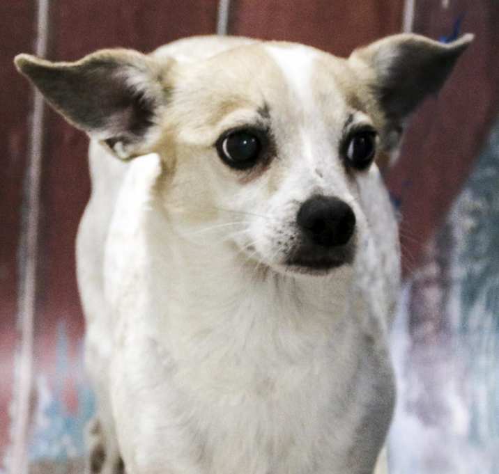 Photo of Chico