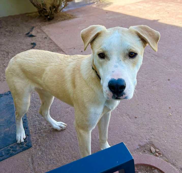 Photo of Miller - PAWS