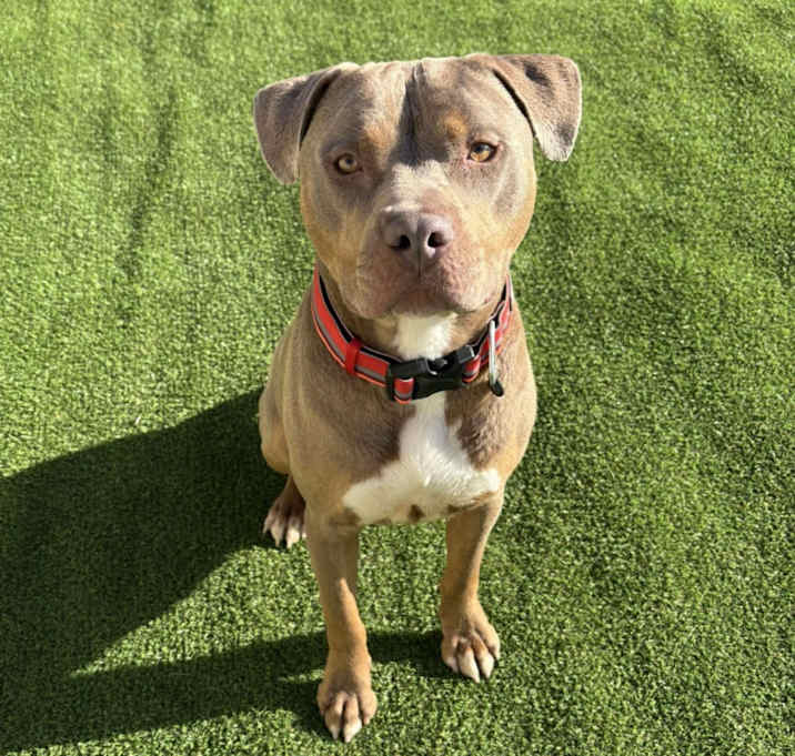 Photo of Goliath - PAWS