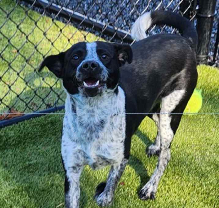 Photo of Caper