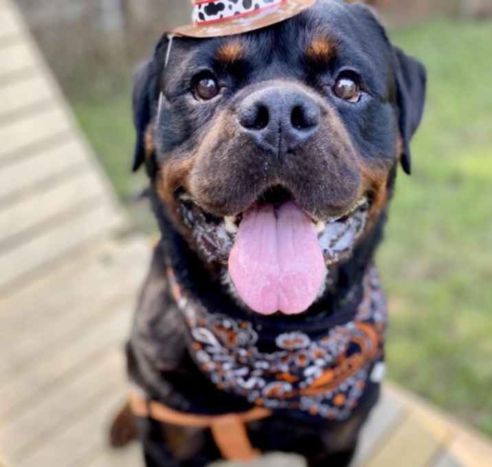 Photo of G-Bear